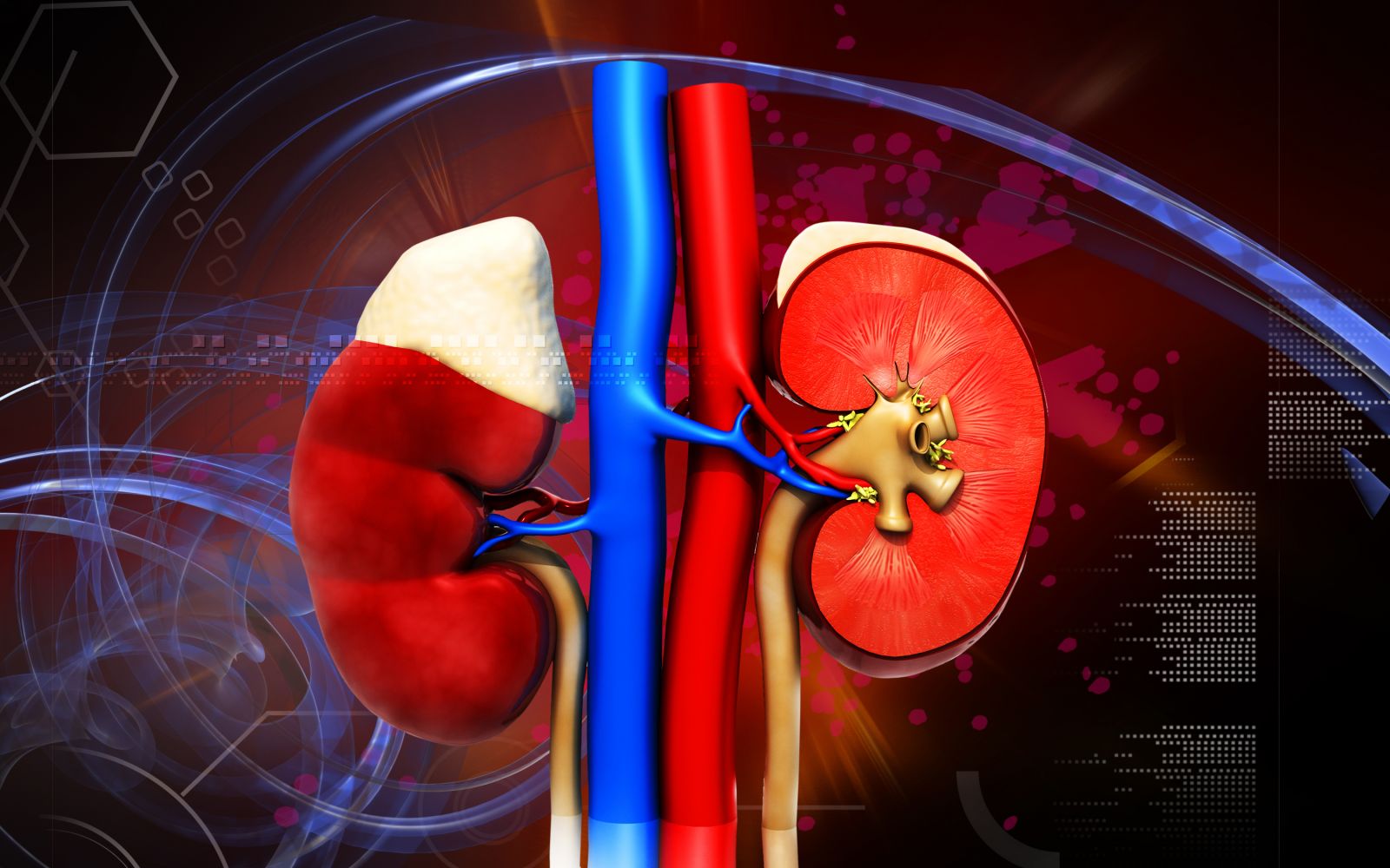 human kidney