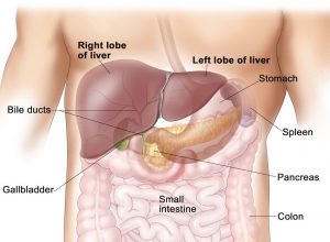 liver