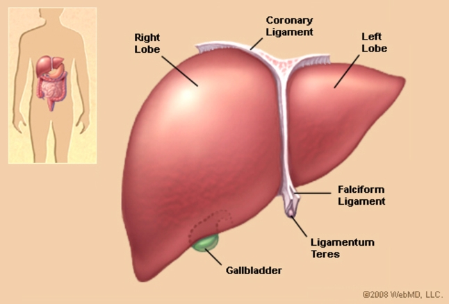 human liver